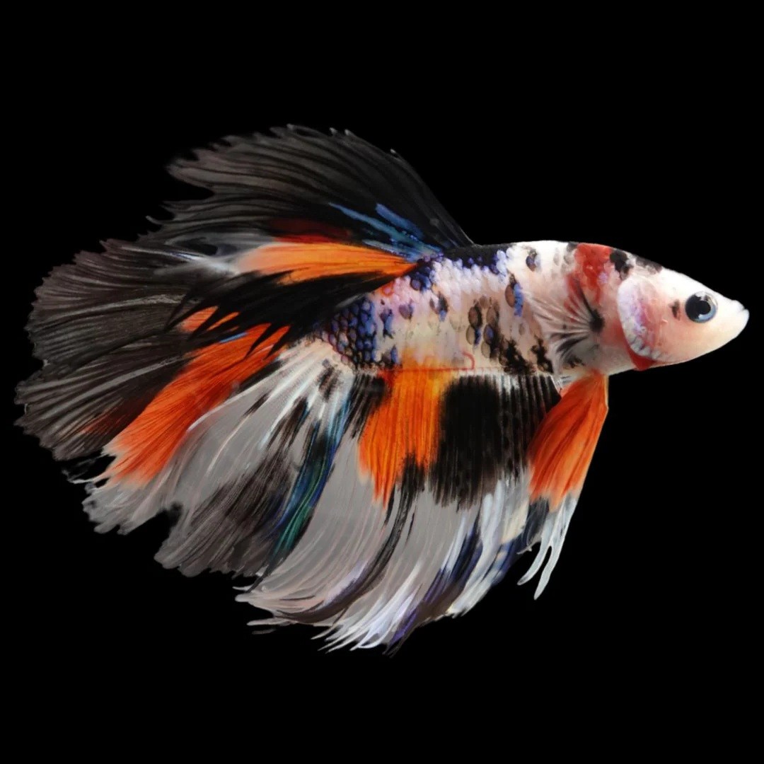 Betta man Halfmoon koi XL @